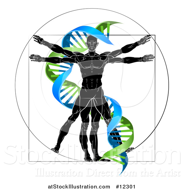 Vector Illustration of a Vitruvian Man with a Green and Blue Double Helix
