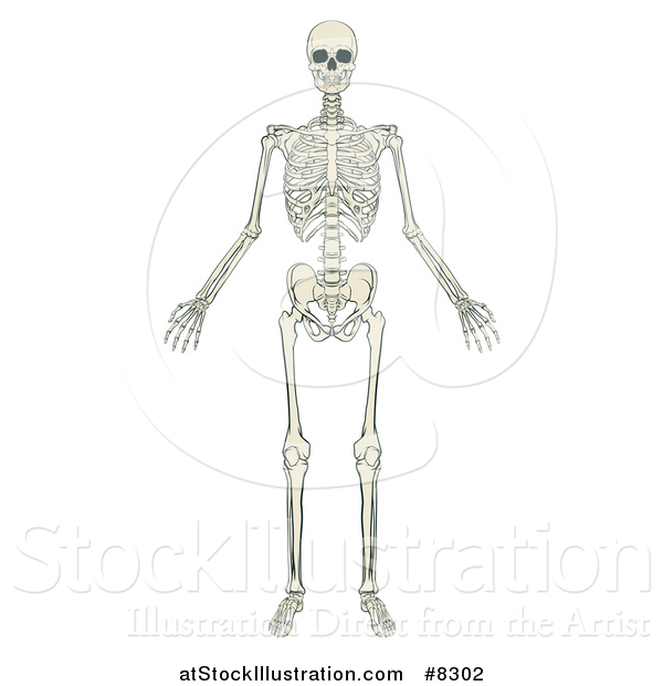 Vector Illustration of an Anatomically Correct Human Skeleton