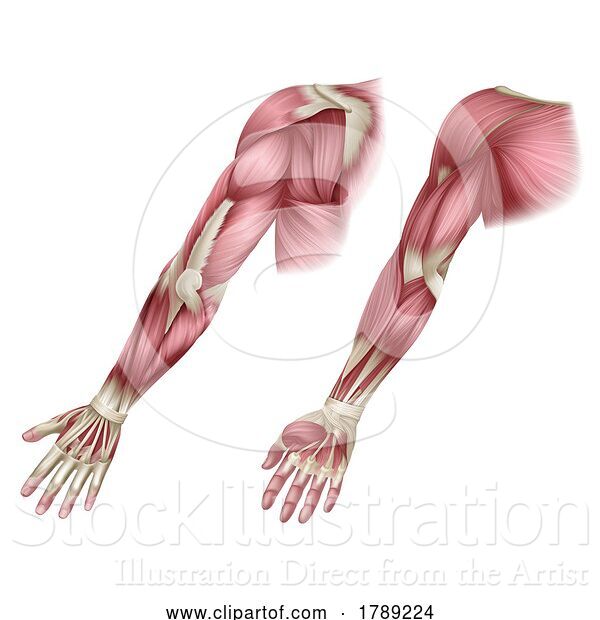 Vector Illustration of Arm Muscles Human Body Anatomical Illustration