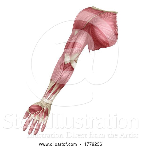 Vector Illustration of Arm Muscles Human Muscle Medical Anatomy Diagram