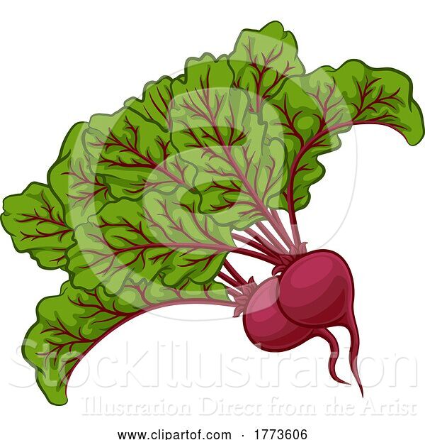 Vector Illustration of Beet or Beetroot Vegetable Illustration
