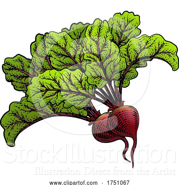 Vector Illustration of Beets Beetroot Vegetable Woodcut Illustration
