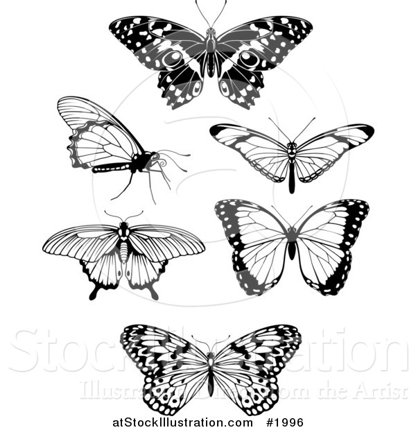 Vector Illustration of Black and White Butterflies