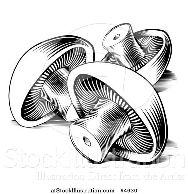 Vector Illustration of Black and White Button Mushrooms