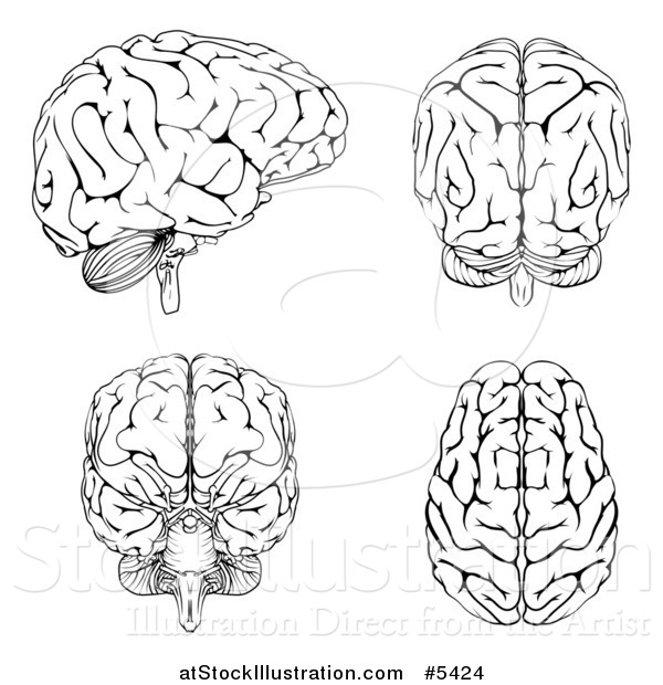 Vector Illustration of Black and White Human Brains at Different Angles