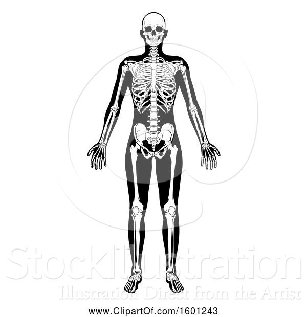 Vector Illustration of Black and White Human Skeleton