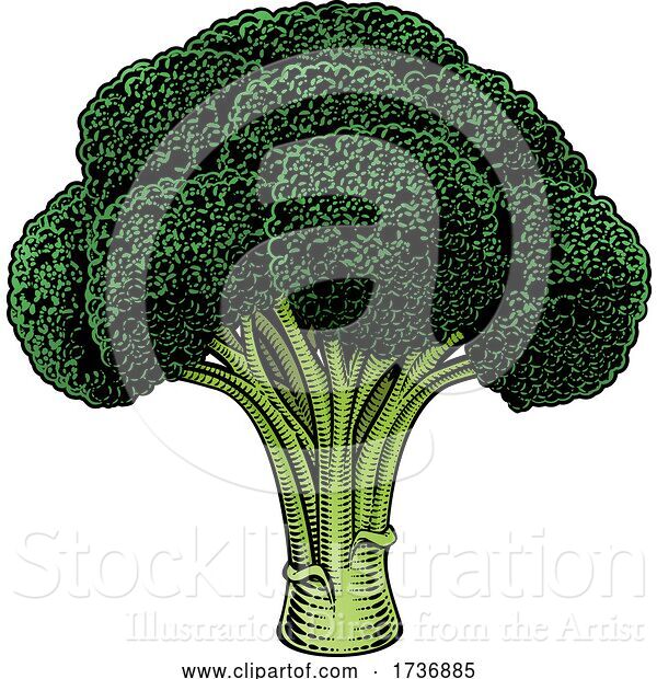 Vector Illustration of Broccoli Vegetable Vintage Woodcut Illustration