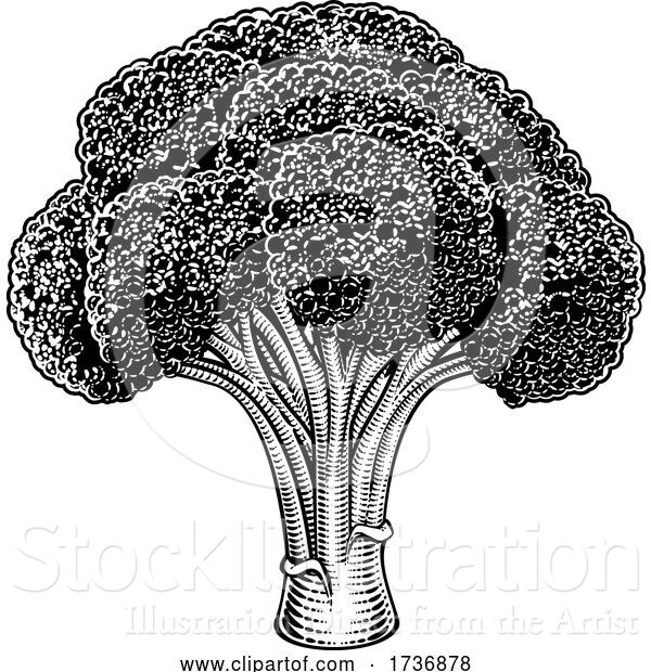 Vector Illustration of Broccoli Vegetable Vintage Woodcut Illustration