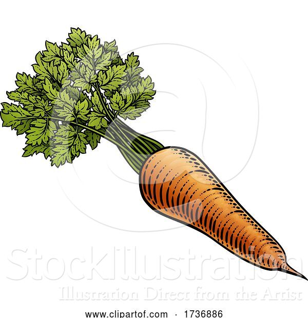 Vector Illustration of Carrot Vegetable Vintage Woodcut Illustration