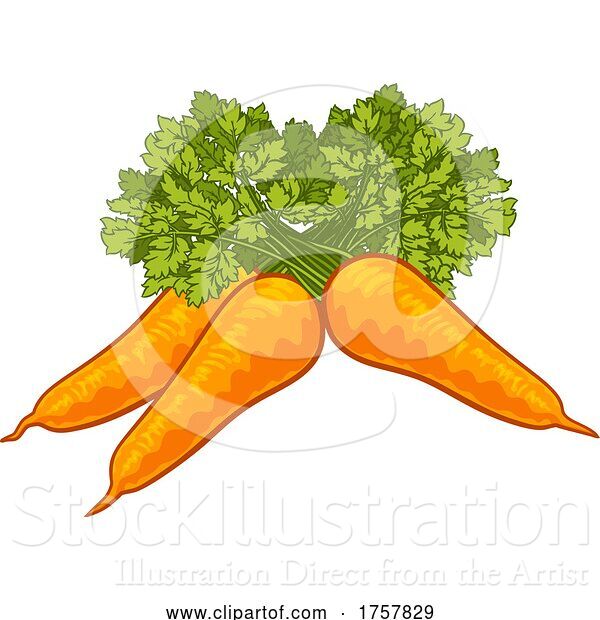 Vector Illustration of Carrots Vegetable Illustration