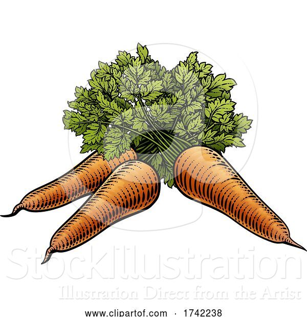 Vector Illustration of Carrots Vegetable Vintage Woodcut Illustration