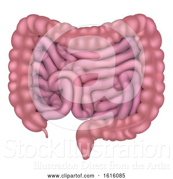 Vector Illustration of Cartoon Intestines Gut Human Digestive System