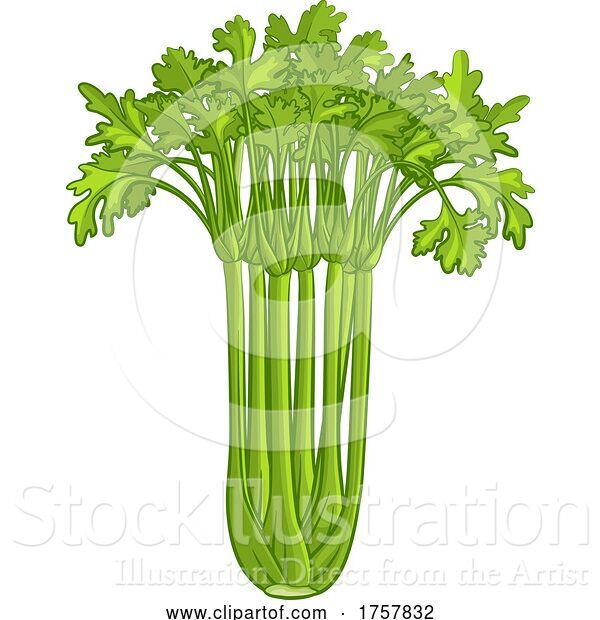 Vector Illustration of Celery Vegetable Illustration