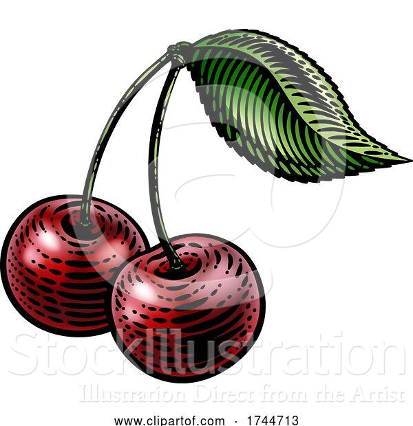 Vector Illustration of Cherry Berry Fruit Vintage Woodcut Illustration