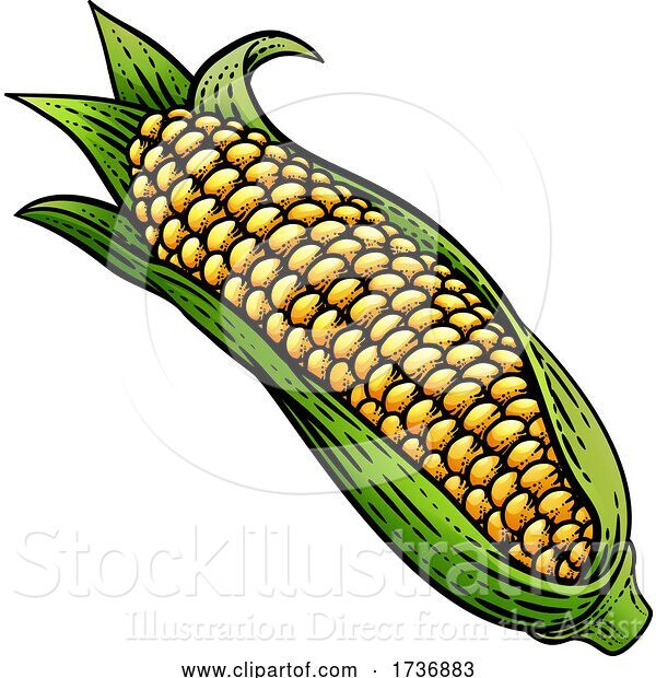 Vector Illustration of Corn Vegetable Vintage Woodcut Illustration