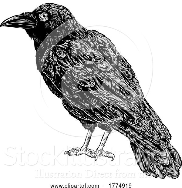 Vector Illustration of Crow Raven Corvus Bird Vintage Engraved Woodcut