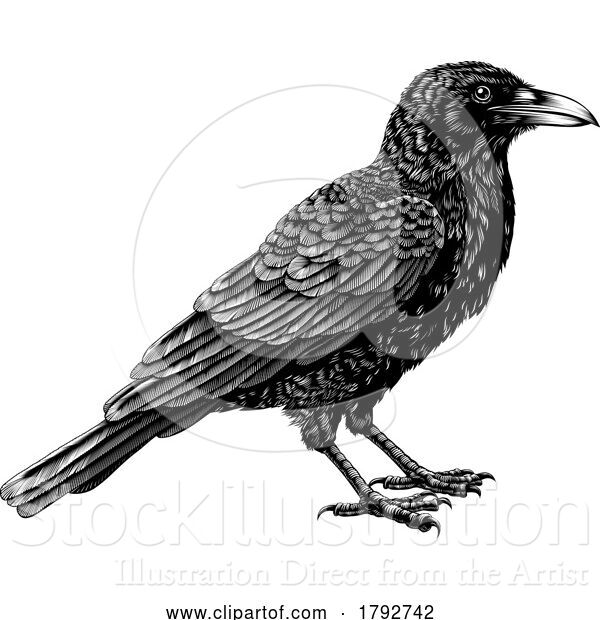 Vector Illustration of Crow Raven Rook Bird Vintage Engraved Woodcut