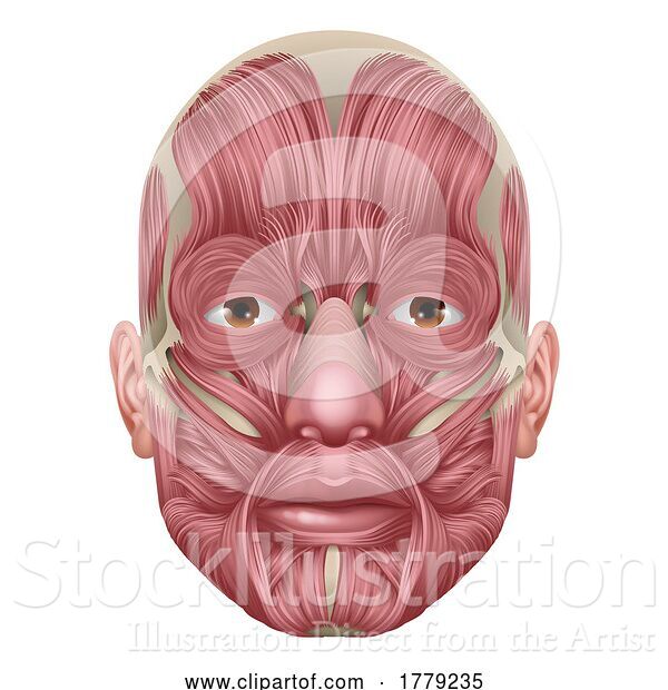 Vector Illustration of Face Muscles Human Muscle Medical Anatomy Diagram