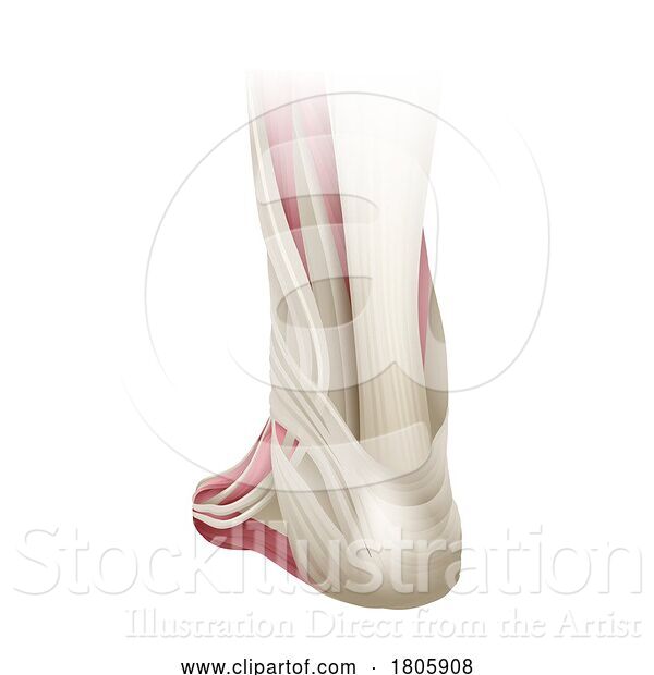 Vector Illustration of Foot Muscles Anatomy Medical Illustration