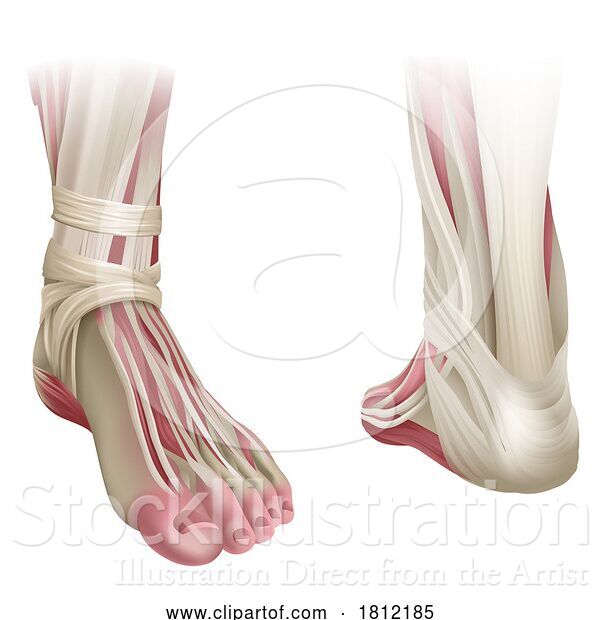 Vector Illustration of Foot Muscles Anatomy Medical Illustration