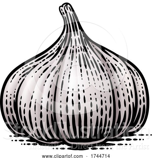 Vector Illustration of Garlic Bulb