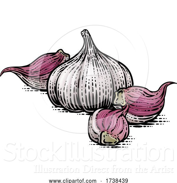 Vector Illustration of Garlic Bulbs
