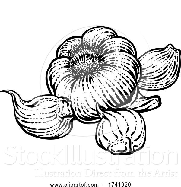 Vector Illustration of Garlic