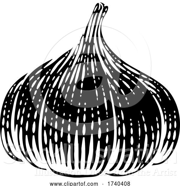 Vector Illustration of Garlic