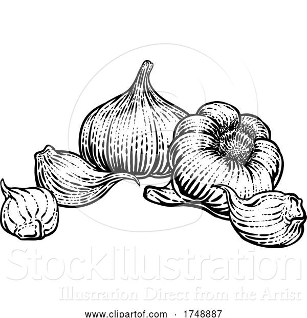 Vector Illustration of Garlic