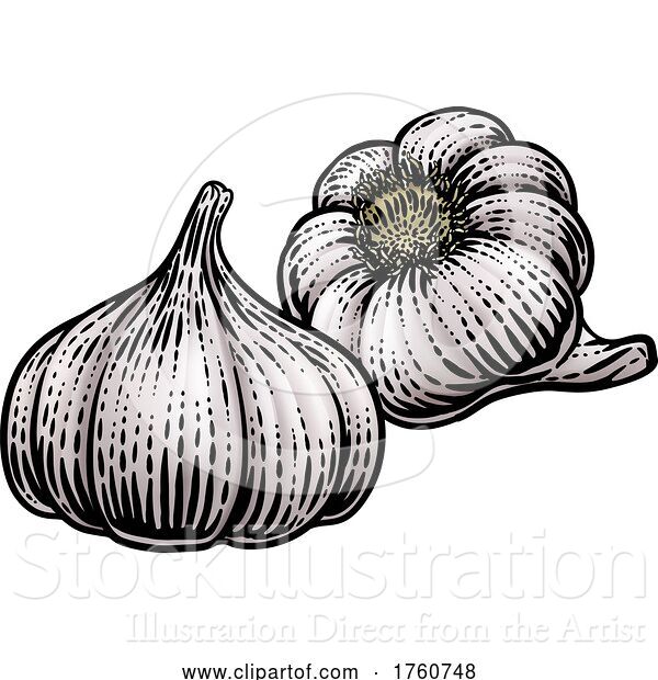 Vector Illustration of Garlic