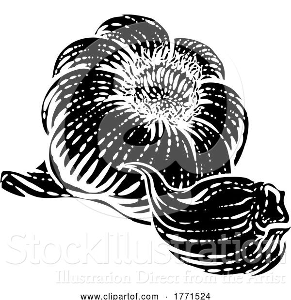 Vector Illustration of Garlic