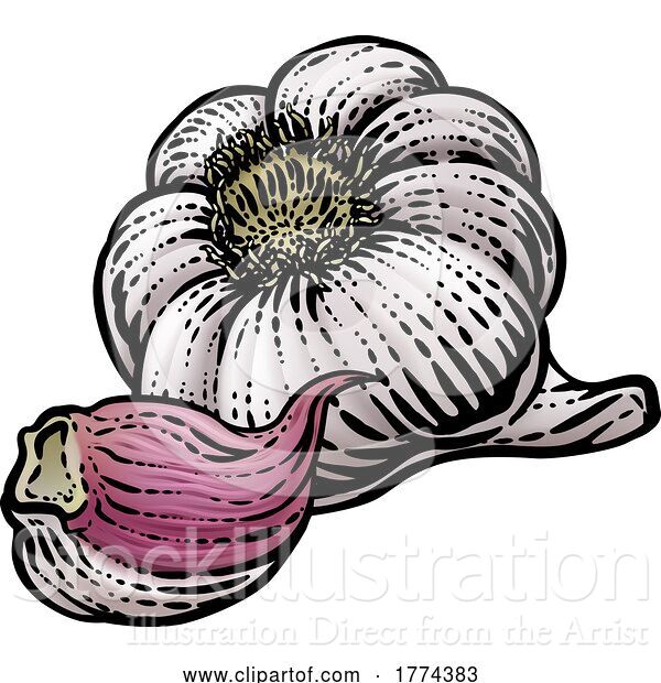 Vector Illustration of Garlic