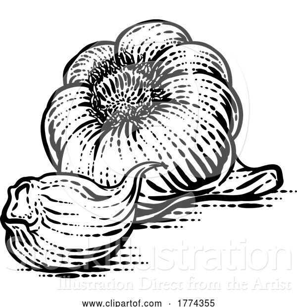 Vector Illustration of Garlic