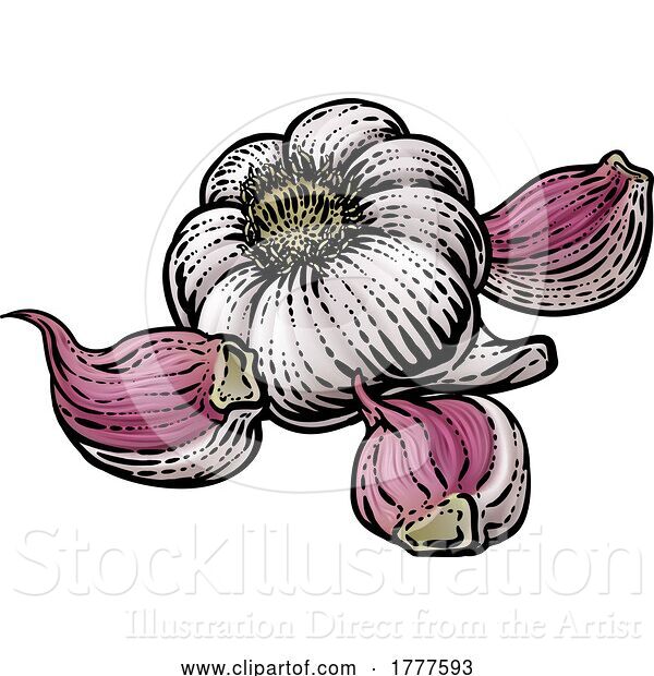 Vector Illustration of Garlic