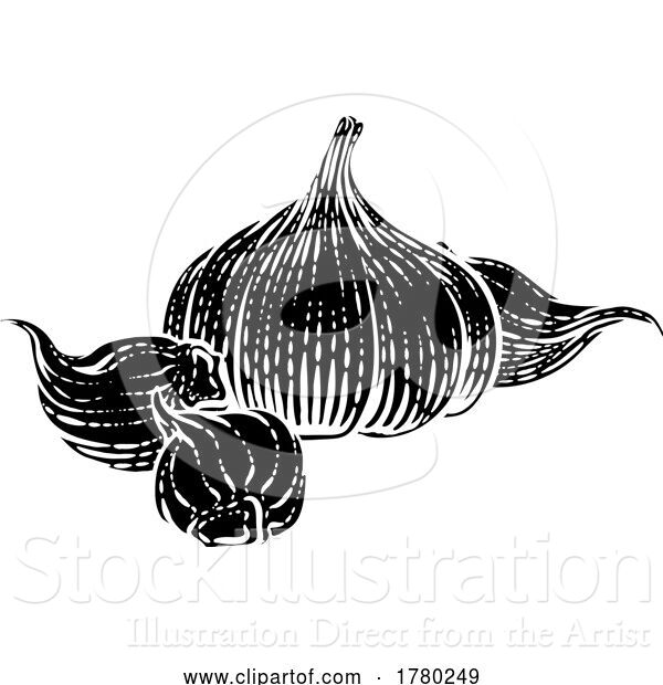 Vector Illustration of Garlic