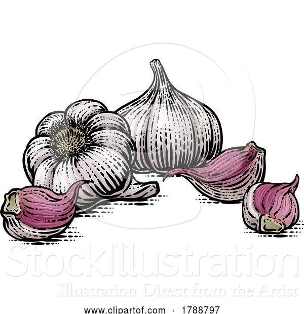 Vector Illustration of Garlic