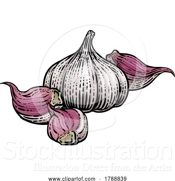 Vector Illustration of Garlic