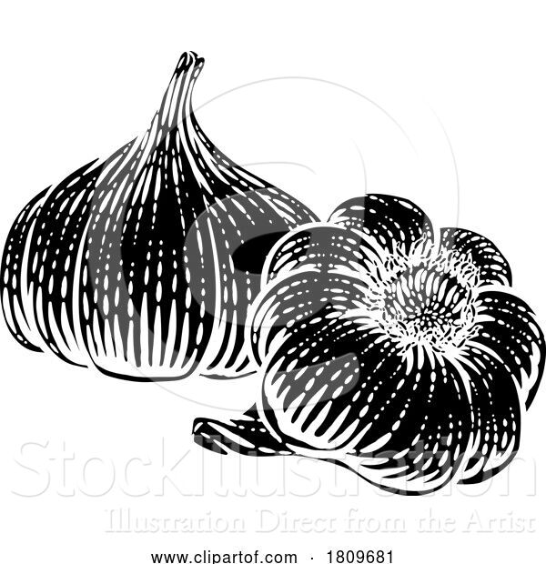 Vector Illustration of Garlic