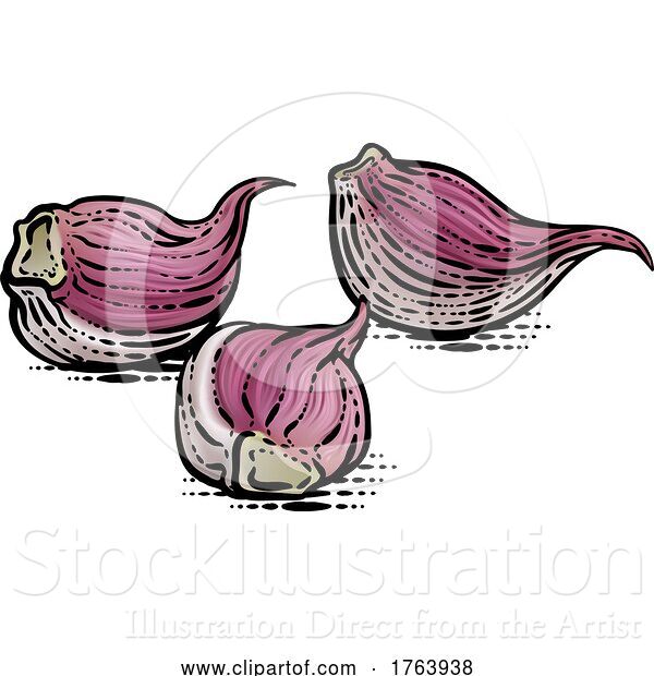 Vector Illustration of Garlic Vegetable Illustration in a Vintage Retro Woodcut Etching Style