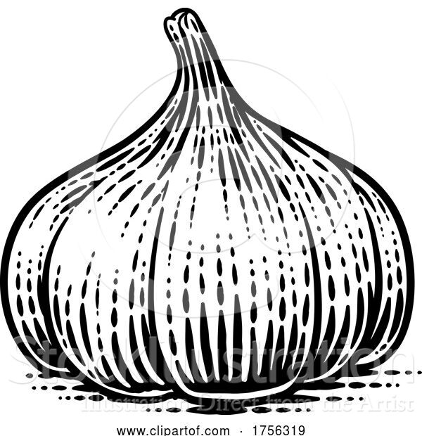 Vector Illustration of Garlic Vegetable Vintage Woodcut Illustration