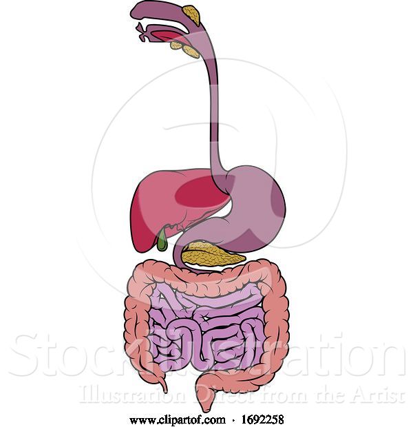 Vector Illustration of Gastrointestinal Tract Digestive Gut Diagram