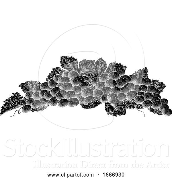 Vector Illustration of Grapes Bunch Vine and Leaves Woodcut Etching Style