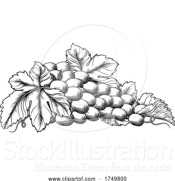 Vector Illustration of Grapes Bunch Vine and Leaves Woodcut Etching Style