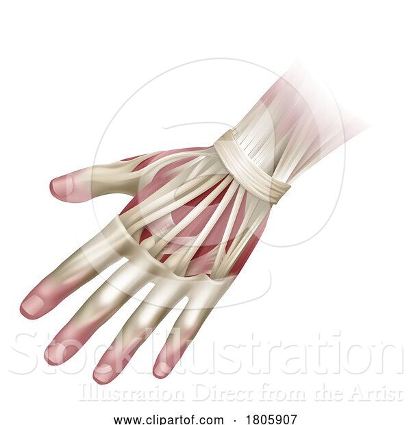 Vector Illustration of Hand Muscles Anatomy Medical Illustration