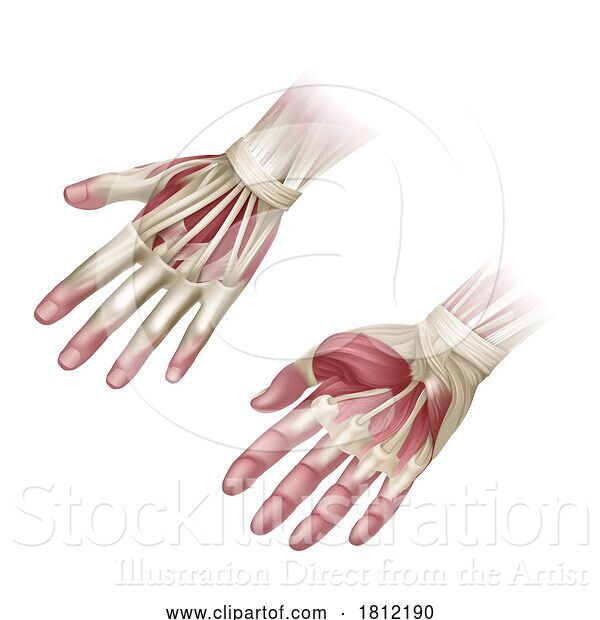 Vector Illustration of Hand Muscles Anatomy Medical Illustration