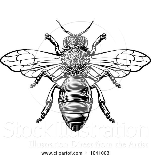 Vector Illustration of Honey Bumble Bee Woodcut Vintage Bumblebee Drawing