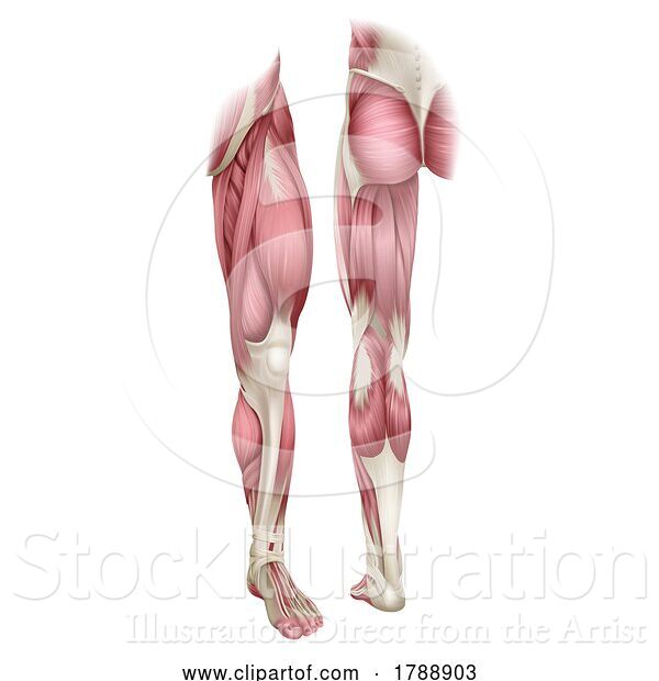 Vector Illustration of Human Body Leg Muscle Anatomy Diagram Illustration