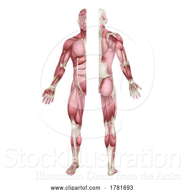Vector Illustration of Human Body Muscles Anatomy Illustration Front Back