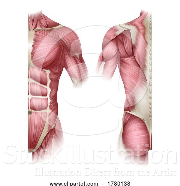 Vector Illustration of Human Body Trunk Muscles Anatomy Illustration