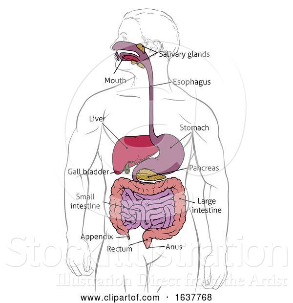 Vector Illustration of Human Digestive Gastrointestinal Tract Diagram